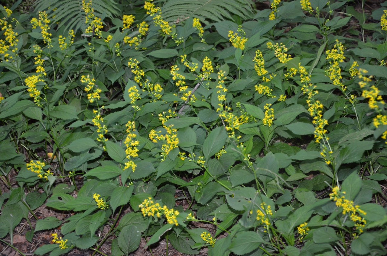Zig-Zag Goldenrod (Solidago flexicaulis) — Wild Ginger Woodlands